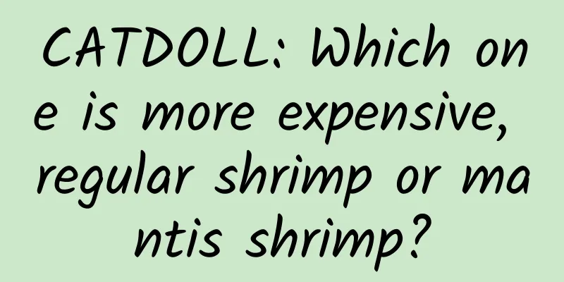 CATDOLL: Which one is more expensive, regular shrimp or mantis shrimp?