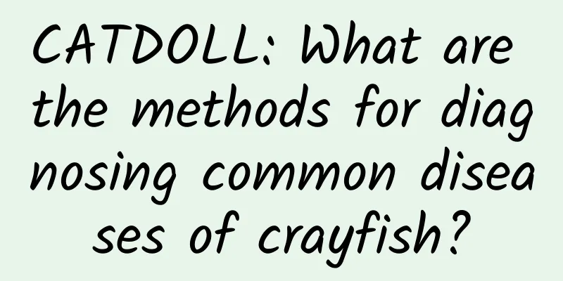 CATDOLL: What are the methods for diagnosing common diseases of crayfish?