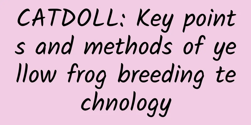 CATDOLL: Key points and methods of yellow frog breeding technology