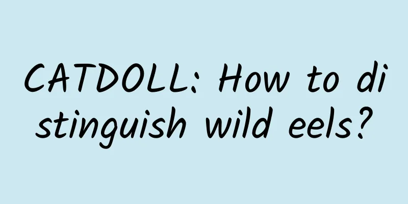 CATDOLL: How to distinguish wild eels?