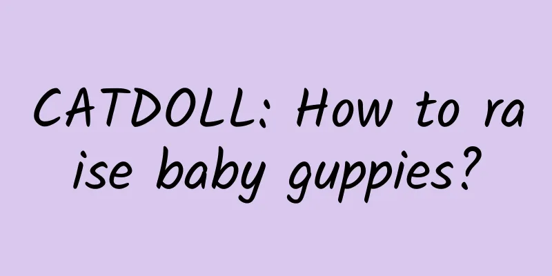 CATDOLL: How to raise baby guppies?
