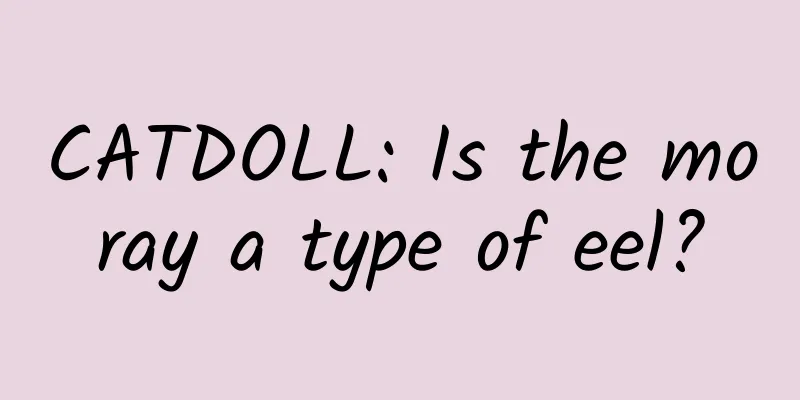 CATDOLL: Is the moray a type of eel?