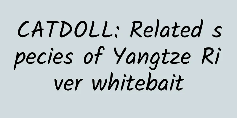 CATDOLL: Related species of Yangtze River whitebait