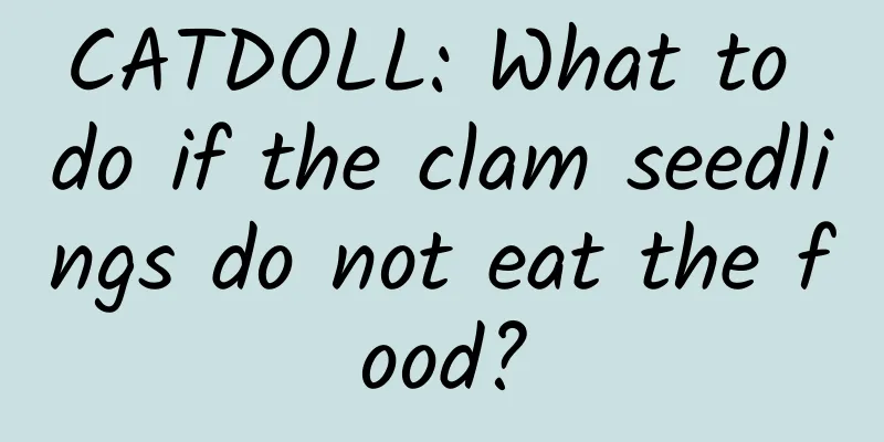 CATDOLL: What to do if the clam seedlings do not eat the food?