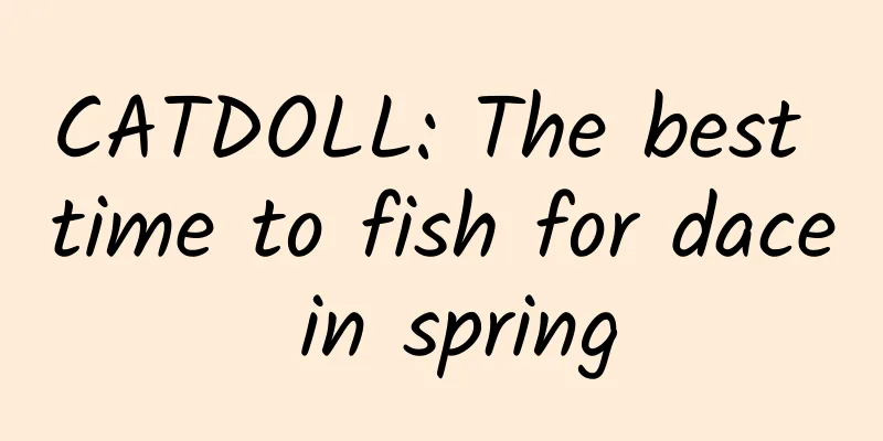 CATDOLL: The best time to fish for dace in spring