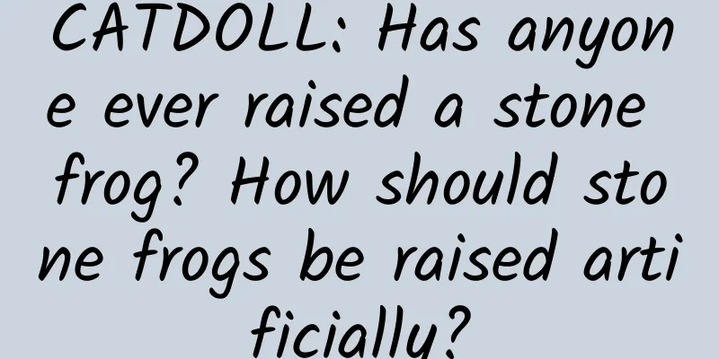 CATDOLL: Has anyone ever raised a stone frog? How should stone frogs be raised artificially?