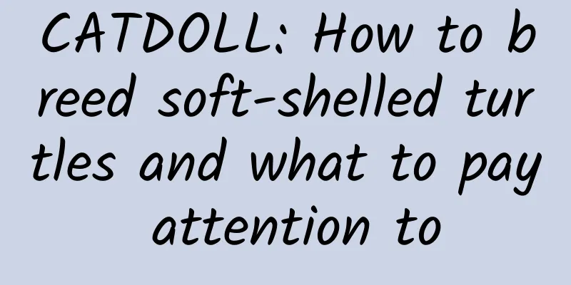 CATDOLL: How to breed soft-shelled turtles and what to pay attention to