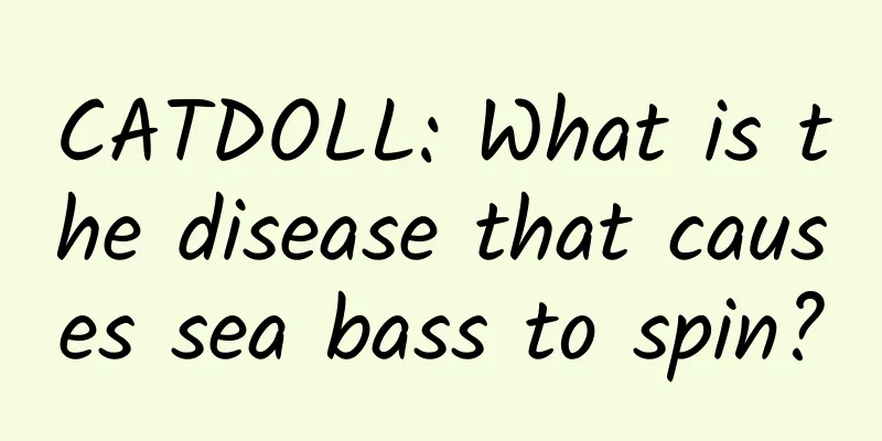CATDOLL: What is the disease that causes sea bass to spin?