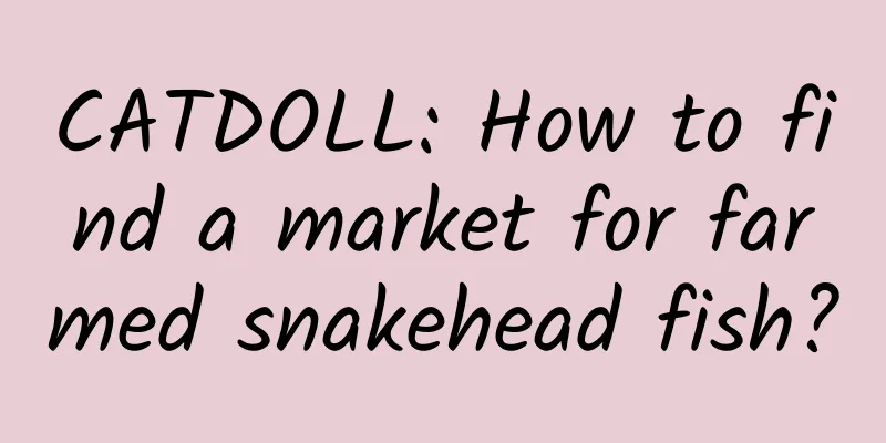 CATDOLL: How to find a market for farmed snakehead fish?