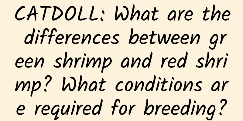 CATDOLL: What are the differences between green shrimp and red shrimp? What conditions are required for breeding?