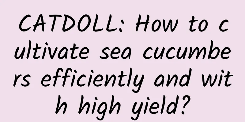 CATDOLL: How to cultivate sea cucumbers efficiently and with high yield?