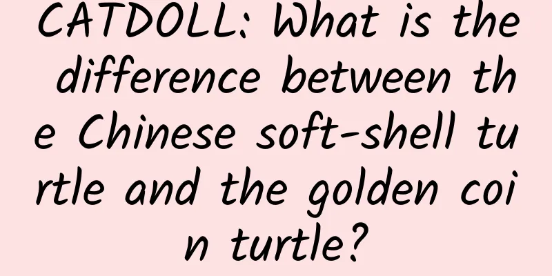 CATDOLL: What is the difference between the Chinese soft-shell turtle and the golden coin turtle?