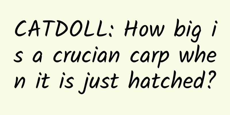 CATDOLL: How big is a crucian carp when it is just hatched?