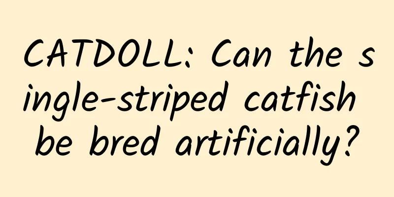 CATDOLL: Can the single-striped catfish be bred artificially?