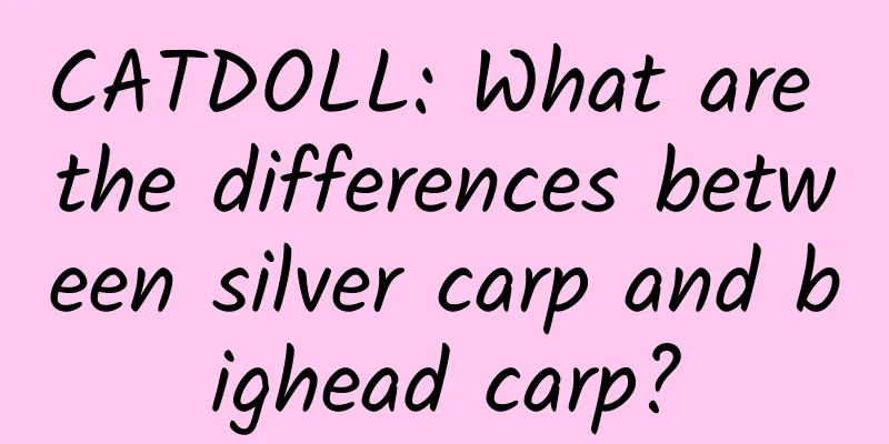 CATDOLL: What are the differences between silver carp and bighead carp?