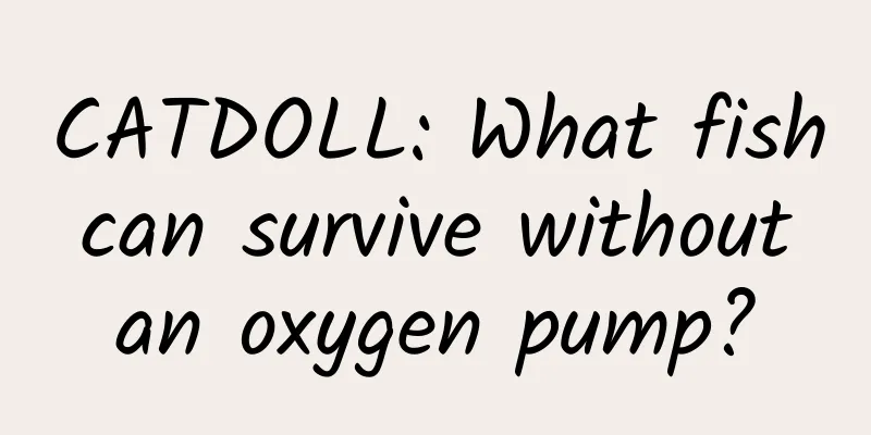 CATDOLL: What fish can survive without an oxygen pump?