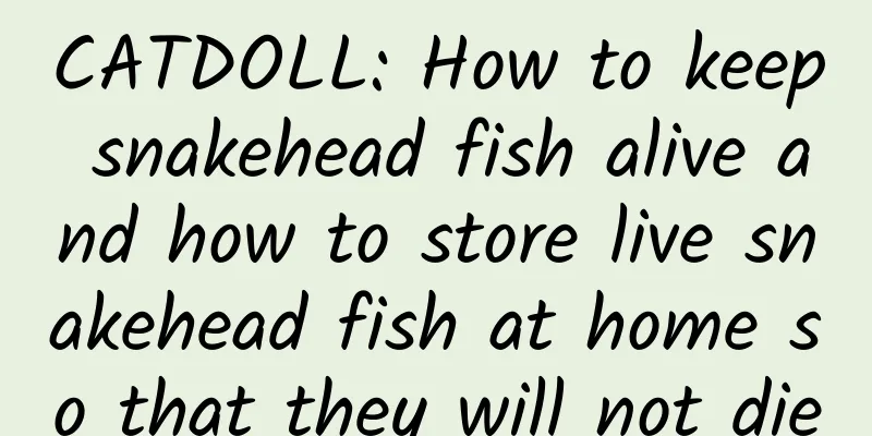 CATDOLL: How to keep snakehead fish alive and how to store live snakehead fish at home so that they will not die