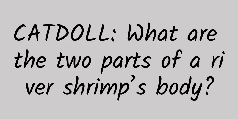 CATDOLL: What are the two parts of a river shrimp’s body?