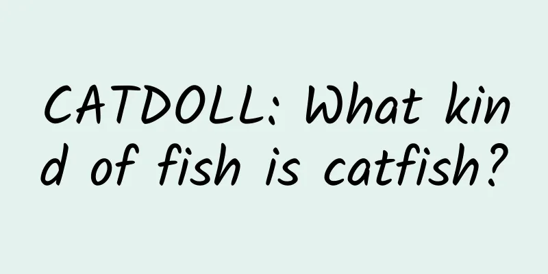 CATDOLL: What kind of fish is catfish?