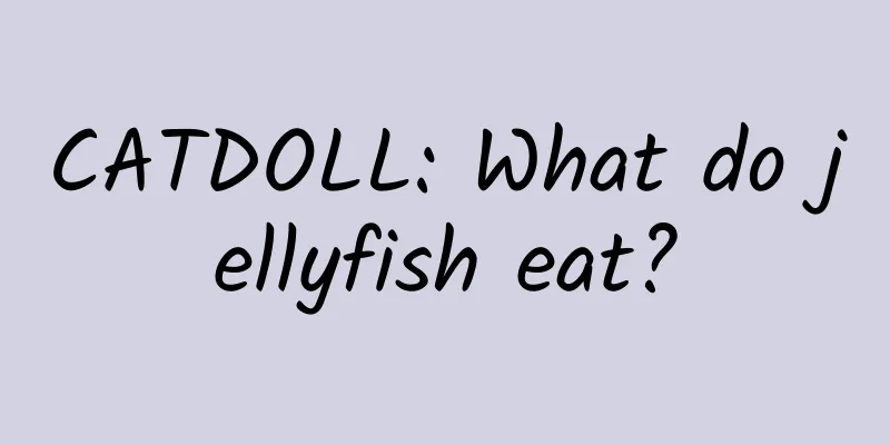 CATDOLL: What do jellyfish eat?