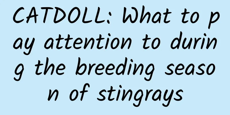 CATDOLL: What to pay attention to during the breeding season of stingrays