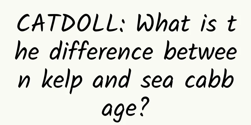 CATDOLL: What is the difference between kelp and sea cabbage?
