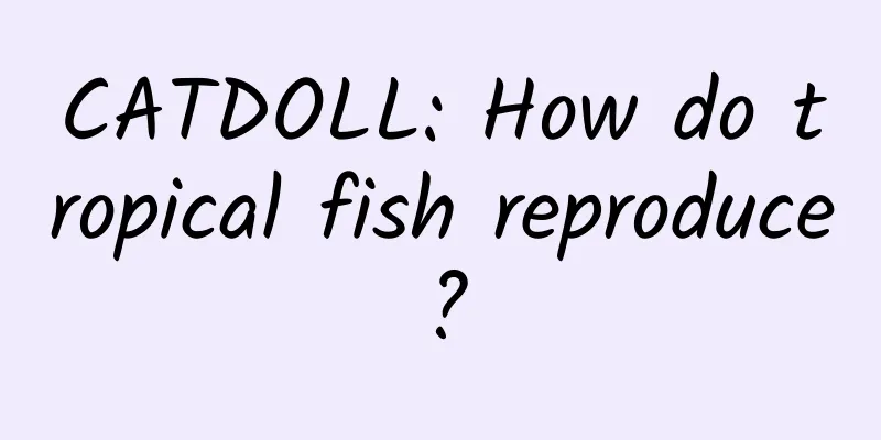 CATDOLL: How do tropical fish reproduce?
