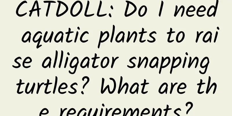CATDOLL: Do I need aquatic plants to raise alligator snapping turtles? What are the requirements?