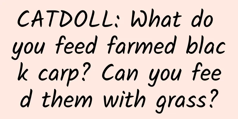 CATDOLL: What do you feed farmed black carp? Can you feed them with grass?