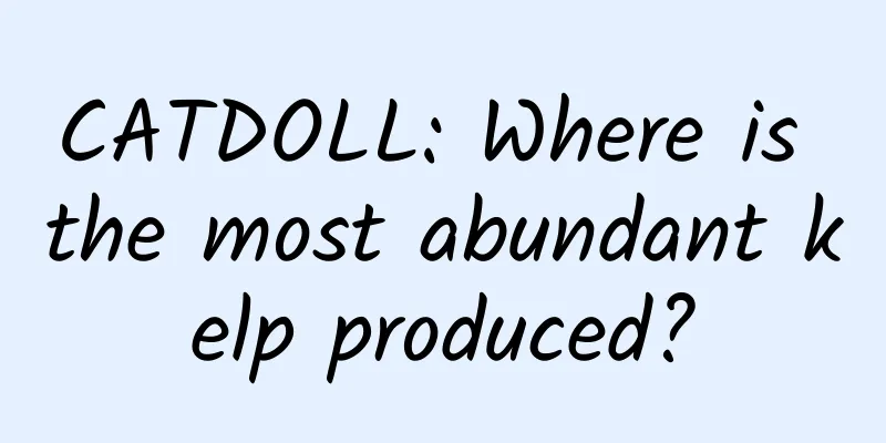 CATDOLL: Where is the most abundant kelp produced?