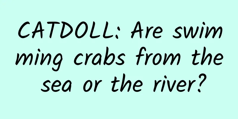 CATDOLL: Are swimming crabs from the sea or the river?