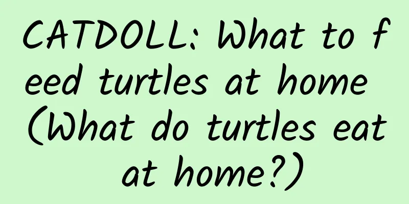 CATDOLL: What to feed turtles at home (What do turtles eat at home?)