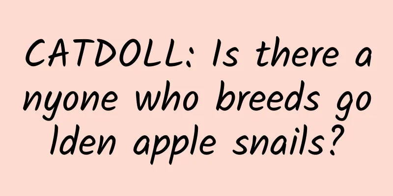 CATDOLL: Is there anyone who breeds golden apple snails?