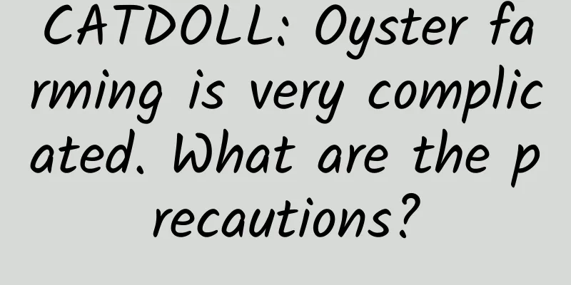 CATDOLL: Oyster farming is very complicated. What are the precautions?