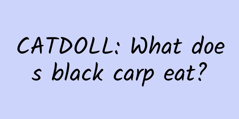 CATDOLL: What does black carp eat?