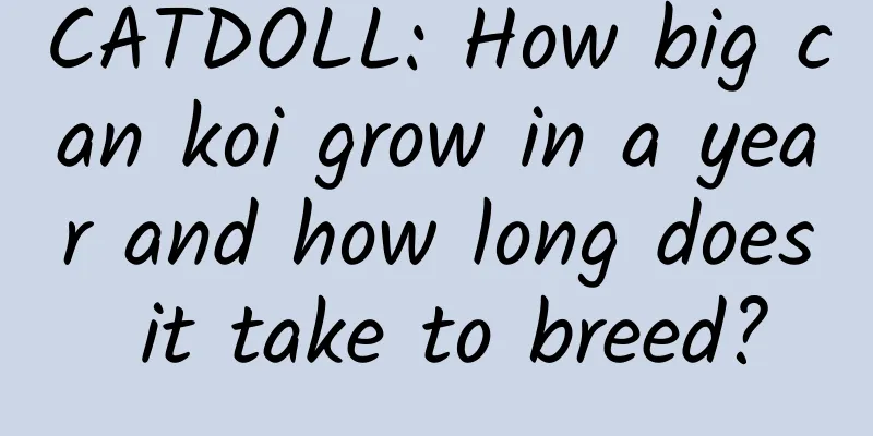 CATDOLL: How big can koi grow in a year and how long does it take to breed?