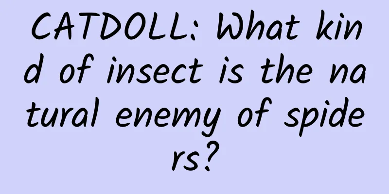 CATDOLL: What kind of insect is the natural enemy of spiders?