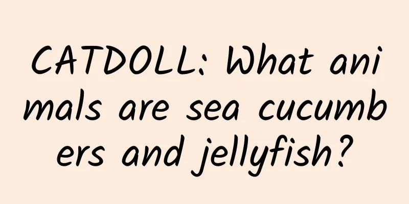 CATDOLL: What animals are sea cucumbers and jellyfish?
