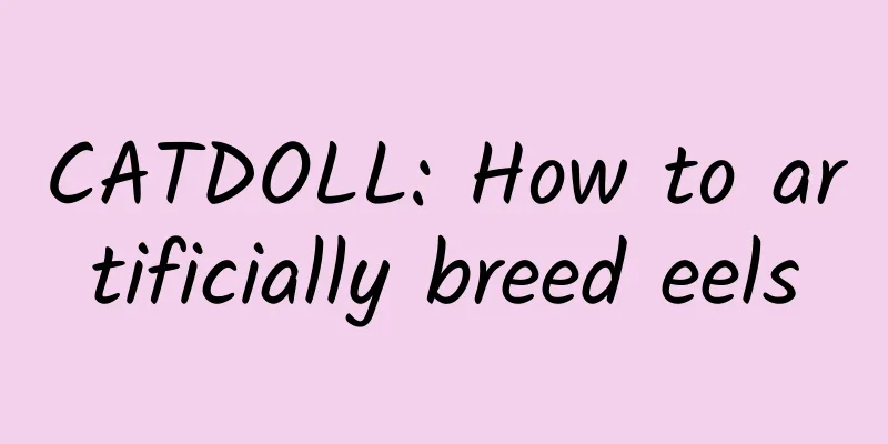 CATDOLL: How to artificially breed eels