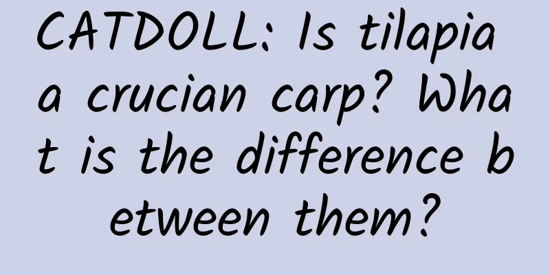 CATDOLL: Is tilapia a crucian carp? What is the difference between them?