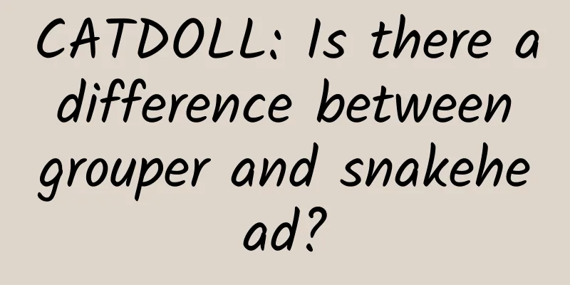 CATDOLL: Is there a difference between grouper and snakehead?