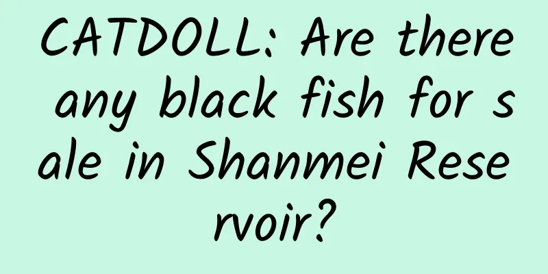 CATDOLL: Are there any black fish for sale in Shanmei Reservoir?