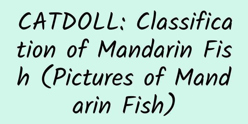 CATDOLL: Classification of Mandarin Fish (Pictures of Mandarin Fish)