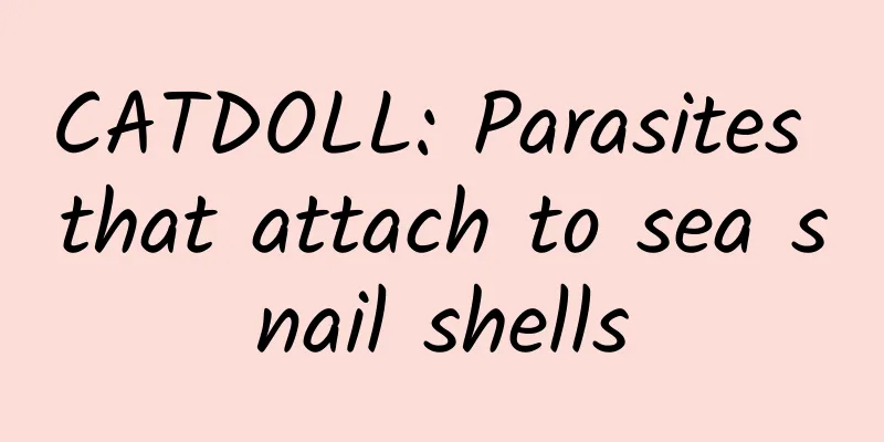 CATDOLL: Parasites that attach to sea snail shells