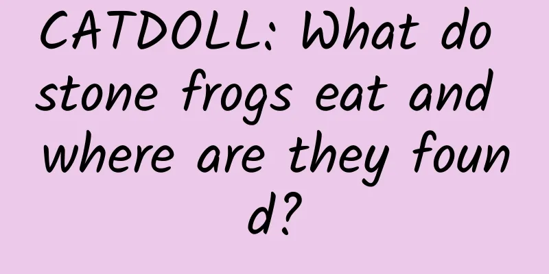 CATDOLL: What do stone frogs eat and where are they found?
