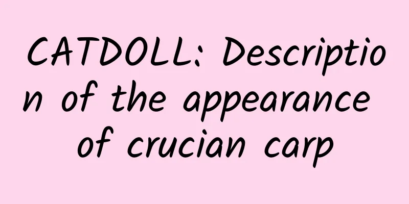CATDOLL: Description of the appearance of crucian carp