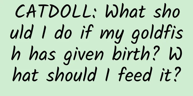 CATDOLL: What should I do if my goldfish has given birth? What should I feed it?