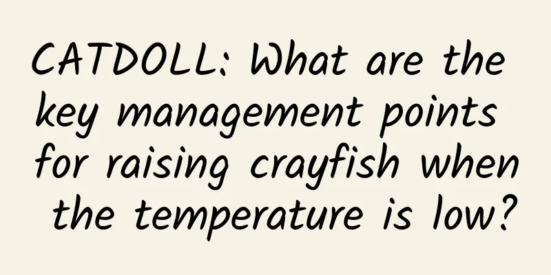 CATDOLL: What are the key management points for raising crayfish when the temperature is low?