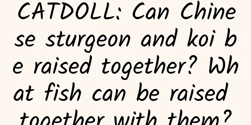 CATDOLL: Can Chinese sturgeon and koi be raised together? What fish can be raised together with them?