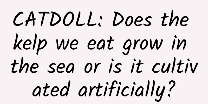 CATDOLL: Does the kelp we eat grow in the sea or is it cultivated artificially?